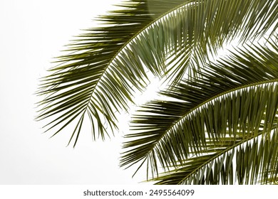 palm tree on a white background - Powered by Shutterstock