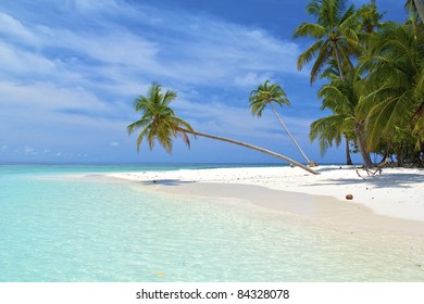 Palm tree on a white sand beach