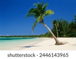 Palm tree on white sandy beach, Bavaro Beach, Punta Cana, Dominican Republic, West Indies, Caribbean, Central America