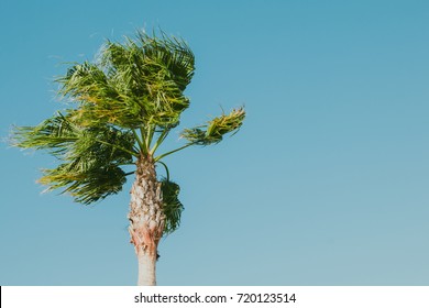 Palm Tree On Windy Day