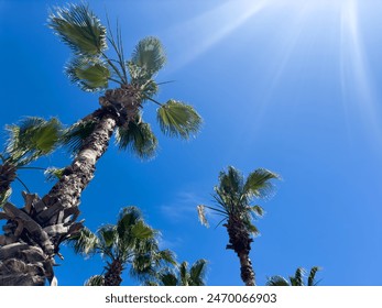 Palm tree over blue sky background concept. Beautiful palm tree leaves with blue sky. Palm leaves in the wind - Powered by Shutterstock