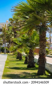 Palm Tree Park On Pimentel Beach 