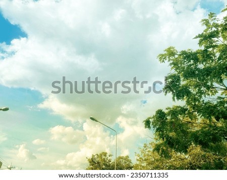  palm  tree park  sky natural summer tropical