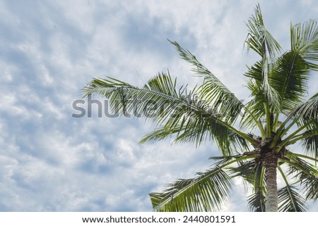 Palm tree part on white blue sky background, green palm leaves of coconut tree and beautiful clouds as nature summer scenery, scenic view, aesthetic summer landscape, travel and vacation concept