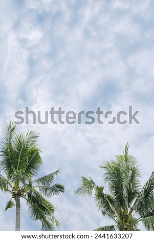Palm tree part on white blue sky background, green palm leaves of coconut tree and beautiful clouds as nature summer scenery, scenic view, aesthetic summer landscape, travel and vacation concept