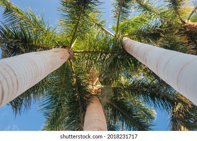 Palm tree perspective view from floor high up on the territory of a resort in Egypt