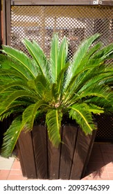 Palm Tree In A Pot. Landscaping. Decorating.