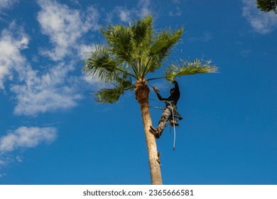 Palm tree pruner cleaning a washingtonia palm tree with blade and safety harness. Palm tree cleaning concept.