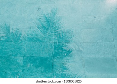Palm tree reflected in the  pool