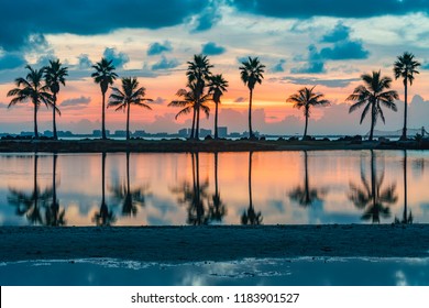 Palm tree reflections in water of atoll lake in the Atlantic Ocean in Miami Florida at sunrise 