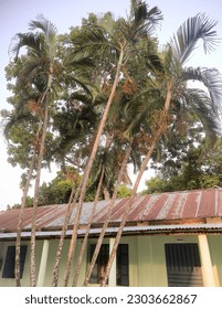 Palm tree in a resort looking nice.