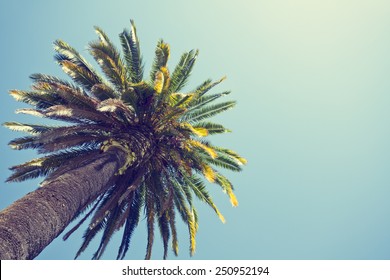 Palm Tree In Retro Style, Orange County, California.