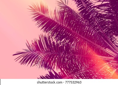Palm tree retro toned. Vintage background. Travel card. Soft focus