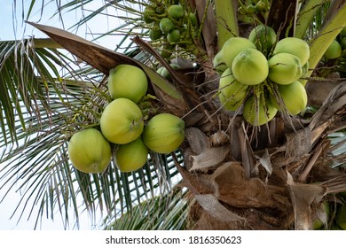 noix de coco arbre