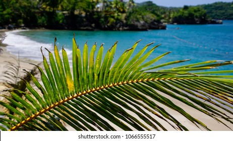 Palm Tree At Samana Peninsula, Dominican Republic