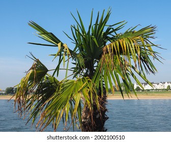 Palm Tree (scientific Classification Arecaceae) By The River