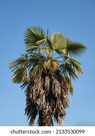 Palm Tree (scientific Classification Arecaceae) Over Blue Sky