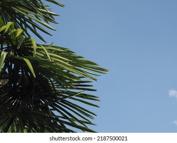 Palm Tree Scientific Classification Arecaceae Over Blue Sky With Copy Space