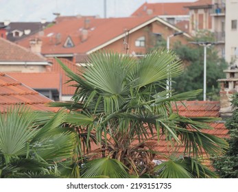 Palm Tree Scientific Classification Arecaceae In Urban Settings