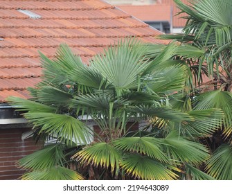 Palm Tree Scientific Classification Arecaceae In Urban Settings