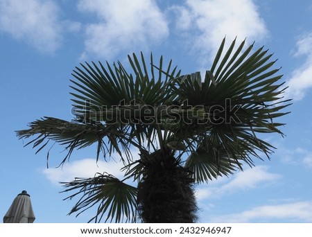 palm tree scientific classification Arecaceae