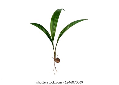 Palm tree seedlings isolated on white background.Various growth stages of a corn plant, from seed to seedling.