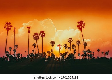 Palm tree shadow against sunset sky and cloud background