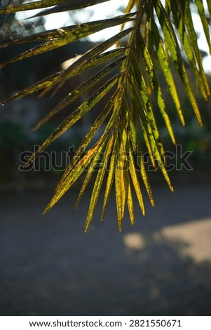 palm tree with shadow of the sun, dark background