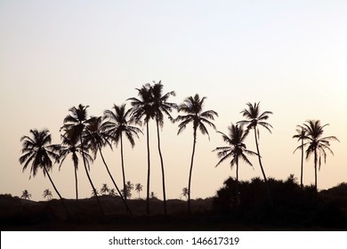 Palm Tree Silhouette, Sunrise India