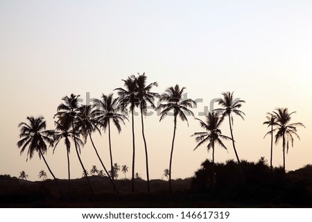 Palm tree silhouette, sunrise India