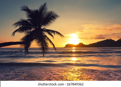 Palm tree silhouette at sunset, Mahe Island on Seychelles, Tropical beach