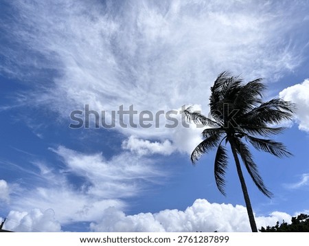 Palm tree silhouette under blue sky with white clouds, tropical summer background. exotic

