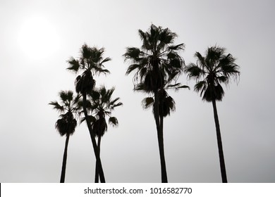 Palm tree silhouettes. A cloudy day in Venice Beach, Los Angeles, California.  - Powered by Shutterstock