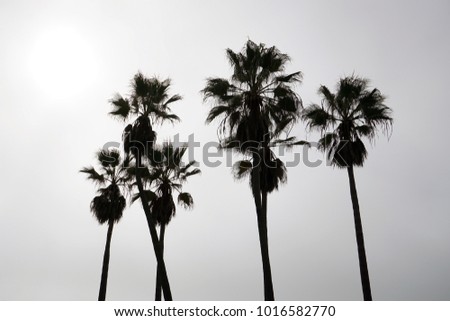 Palm tree silhouettes. A cloudy day in Venice Beach, Los Angeles, California. 