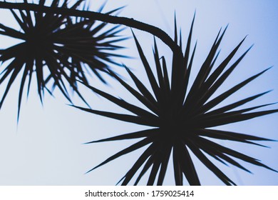 Palm Tree Silhoutte In City Garden