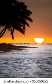 Palm Tree Silhoutte On Beach During Sunset