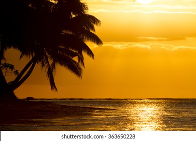 Palm Tree Silhoutte On Beach During Sunset