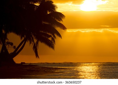 Palm Tree Silhoutte On Beach During Sunset