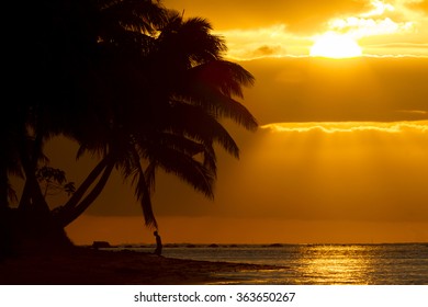 Palm Tree Silhoutte On Beach During Sunset