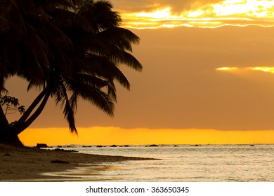 Palm Tree Silhoutte On Beach During Sunset