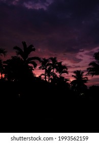 Palm Tree Silhoutte At Sunset