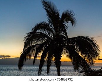 Palm Tree Silhoutte At Warm And Colorful Evening Sunset In Tenerife, Canary Islands. 