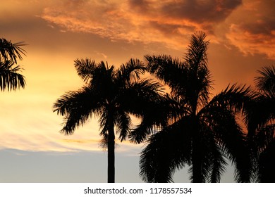 Palm Tree Sillhouette