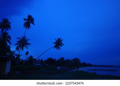 Palm Tree Sillhouette