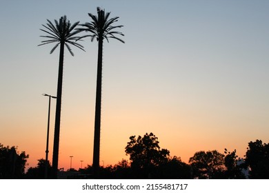 Palm Tree Sillhouette And Bird On A Branch.