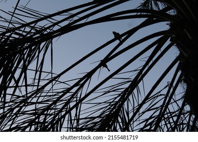 Palm Tree Sillhouette And Bird On A Branch.