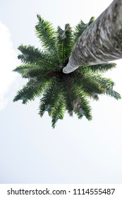 palm tree and sky