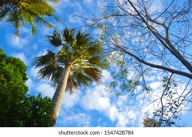 Palm Tree in the Sky