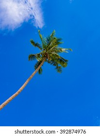Palm tree in the sky 