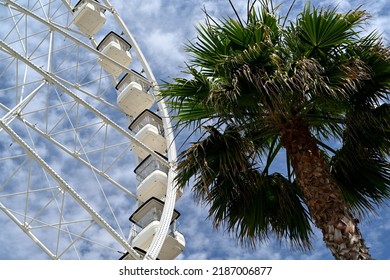 palm tree and small clouds in the blue sky